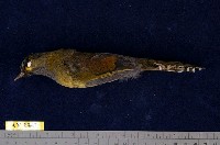 藏品(藪鳥)的圖片